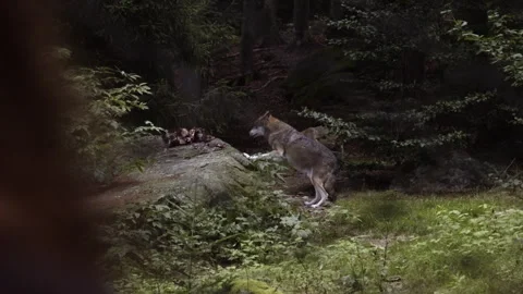 Watch a wolf explore its natural habitat in the Bavarian Forest Stock Footage 325637267
