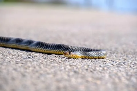 Watch your step, Eastern brown snake on the road. Garder Snake on the ground. Stock Photos