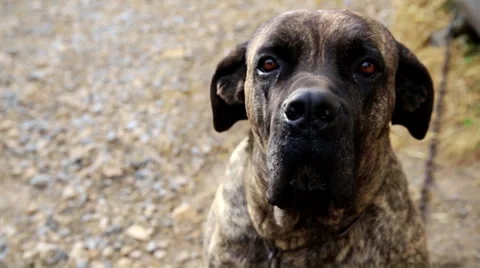 Watchdog : Cane Corso Stock Footage 32165878