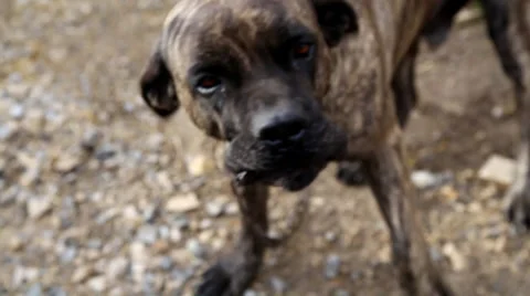 Watchdog : Cane Corso Stock Footage 32165883