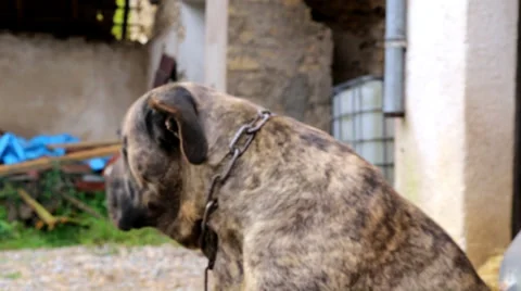 Watchdog : Cane Corso Video stock 32165884