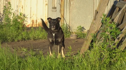 Watchdog on chain guarding the area Stock Footage 77059408
