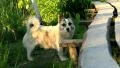 Watchdog HD Footage
