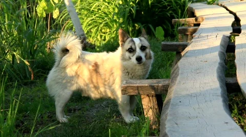 Watchdog Video stock 711600