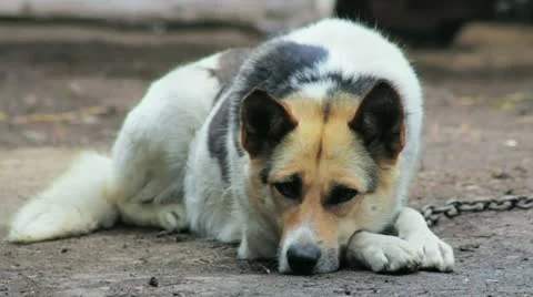 Watchdog looking to the camera Видео 11237833