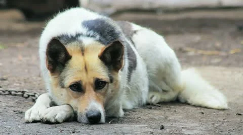 Watchdog looking to the camera 库存影片 11237838