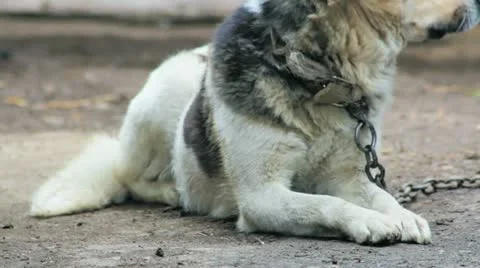 Watchdog looking to the camera Видео 11237845