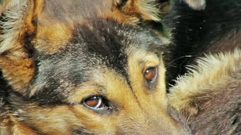 Watchdog looking to the camera Видео 11287893