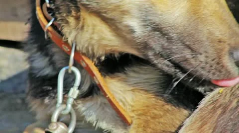 Watchdog looking to the camera Видео 11287900