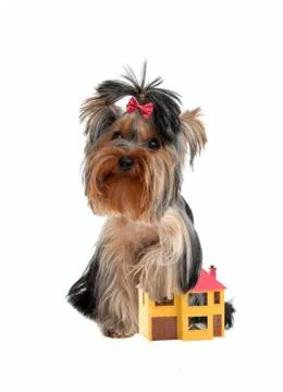 Watchdog Stock Photos
