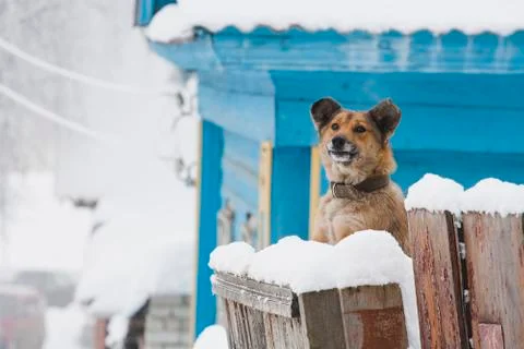 Watchdog Stock Photos