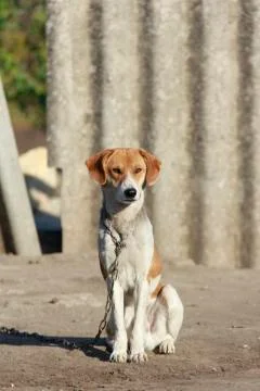 Watchdog Stockfoto's