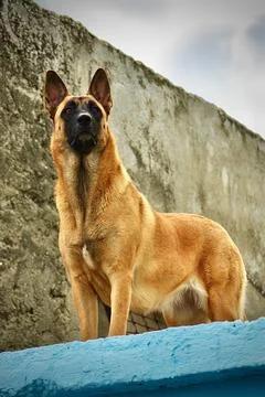 Watchdog Stock Photos