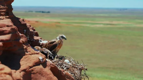 Watchful Buzzard Hawk Fledgling Looking Around in Mountain Nest Stock Footage 337557952