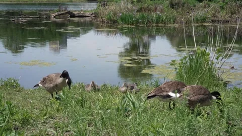 Watchful Canada goose guarding its family with goslings by a pond Stock-Footage 340348619