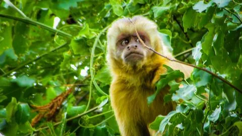A watchful capuchin monkey observes its surroundings amidst vibrant green l.. Stock Photos