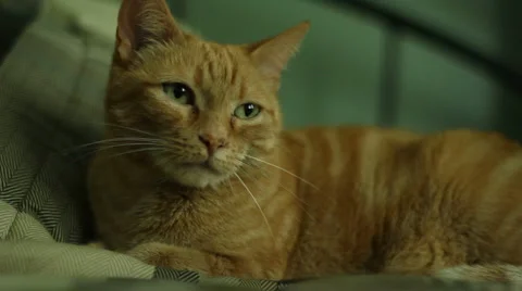 Watchful Cat HD Stockbeeldmateriaal 5502388