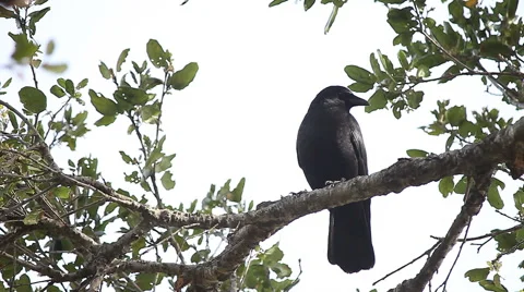 Watchful crow in oak tree Stock Footage 44209938