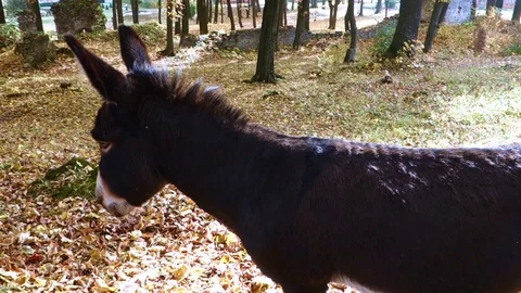 Watchful donkey in the forest Stock Footage 107778754