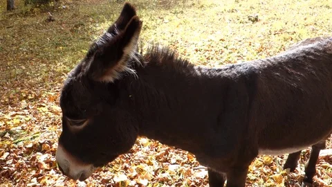 Watchful donkey in the forest Stock Footage 107778758