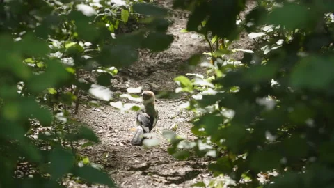 A watchful Eurasian jay in forest. Jay jumping in summer sunbeams. Stock Footage 143994836