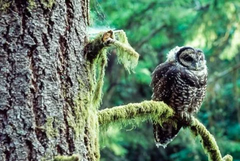 Watchful Eye - Northern Spotted Owl (Strix occidentallis) Stock Photos