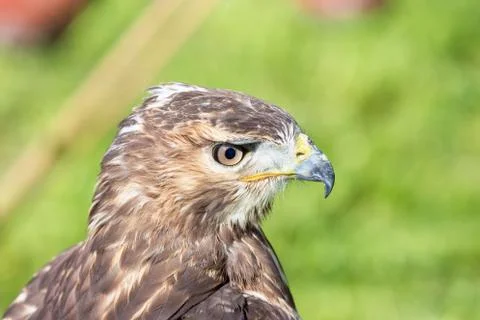 Watchful eyes of the hawk Stock Photos