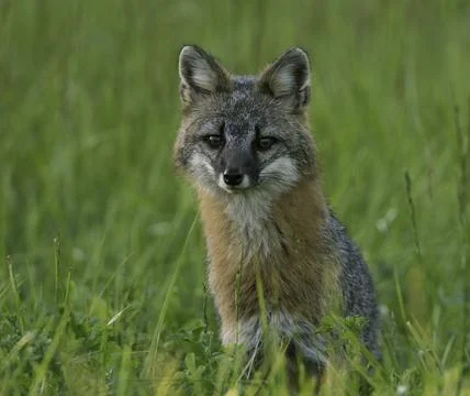 Watchful fox Stock Photos