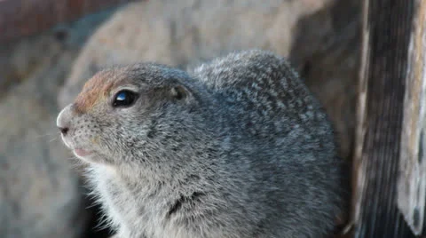 Watchful gopher Stock Footage 25740974
