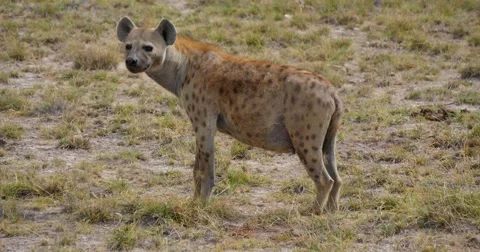 Watchful Hyena Video stock 60588750