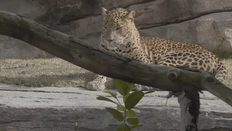 Watchful leopard in the zoo. Stock Footage 98378615