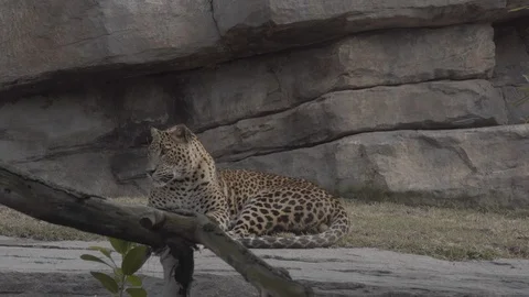 Watchful leopard in the zoo. Stock Footage 98378684
