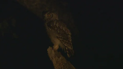 A watchful owl Видео 27117491