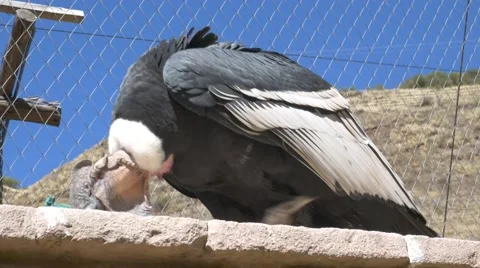 Watchful Peruvian Condor Stock-Footage 68374023