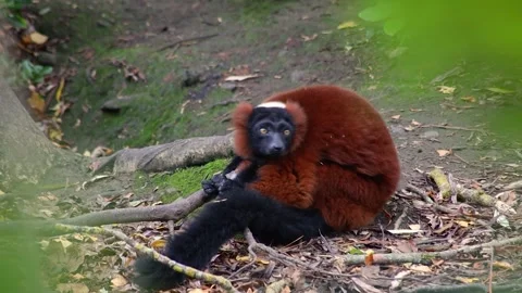 Watchful Red-Ruffed Lemur Through the Trees Stock Footage 338190459