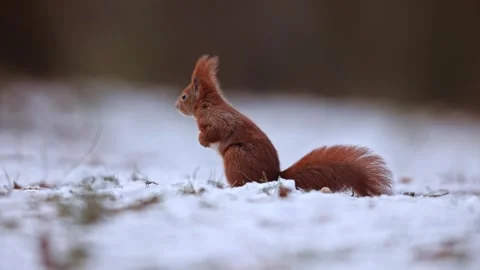 Watchful red squirrel escaping after taking attention something disturbing. Stock Footage 326979352