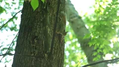 Watchful Squirrel Stock Footage 164133277