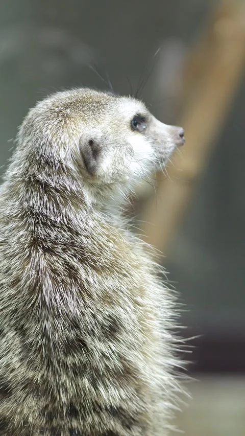 Watchful Suricate Inspects Territory From Standing Position With Steady Focus 스톡 동영상 346989801