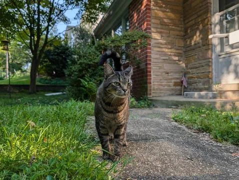 The Watchful Tabby Stock Photos