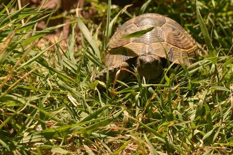 The Watchful Tortoise Stock Photos