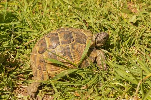 The Watchful Tortoise Stock Photos
