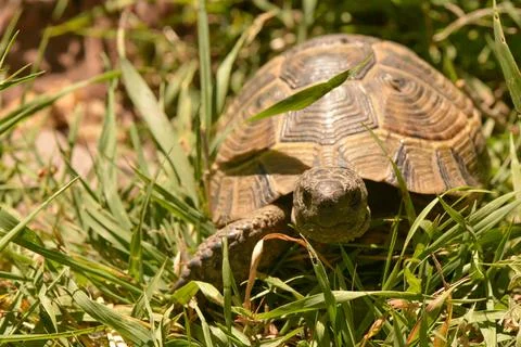 The Watchful Tortoise Foto stock