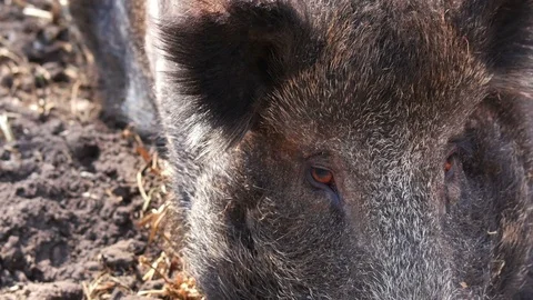 Watchful wild boar with red devil eyes Stock Footage 74290965