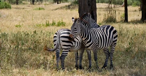 Watchful Zebras Stock Footage 60612658