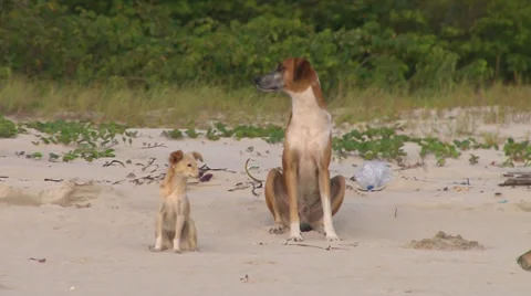 Watchfull beach dogs Stock-Footage 38489722