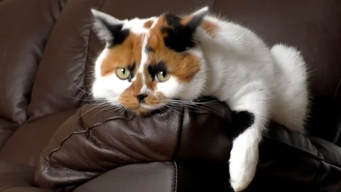 Watchfull white cat lying on sofa arm. Vídeos de archivo 100695283