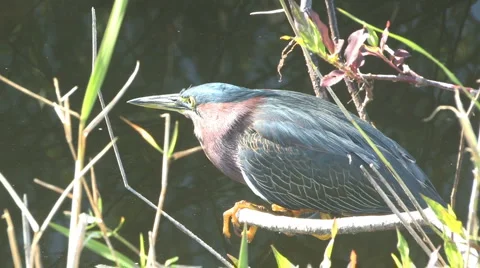 Watching around Stock Footage 6894273