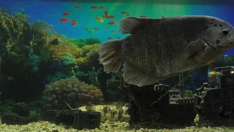 Watching Big Aquarium Fish. Stock Footage 246532737