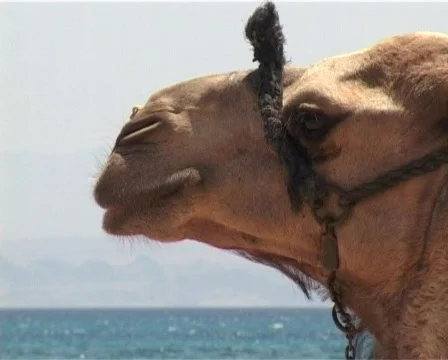 Watching camel Stock Footage 314500