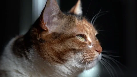 Watching The Cat Stock Footage 101826896